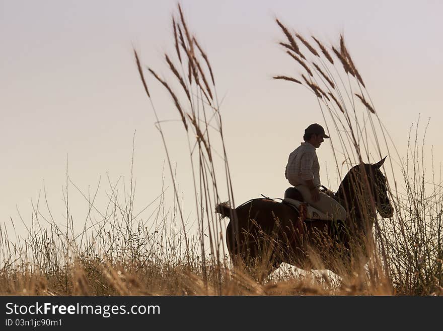 The rider gives a horse ride in the summer evening. The rider gives a horse ride in the summer evening