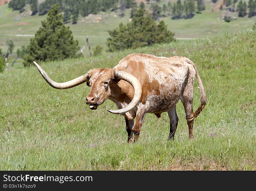 Longhorn Cow Sounds Off.