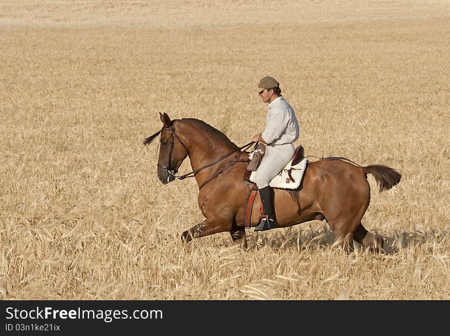 The rider gives a horse ride in the summer evening. The rider gives a horse ride in the summer evening