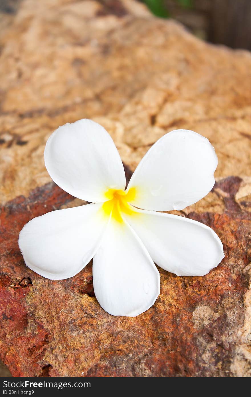 Plumeria flower