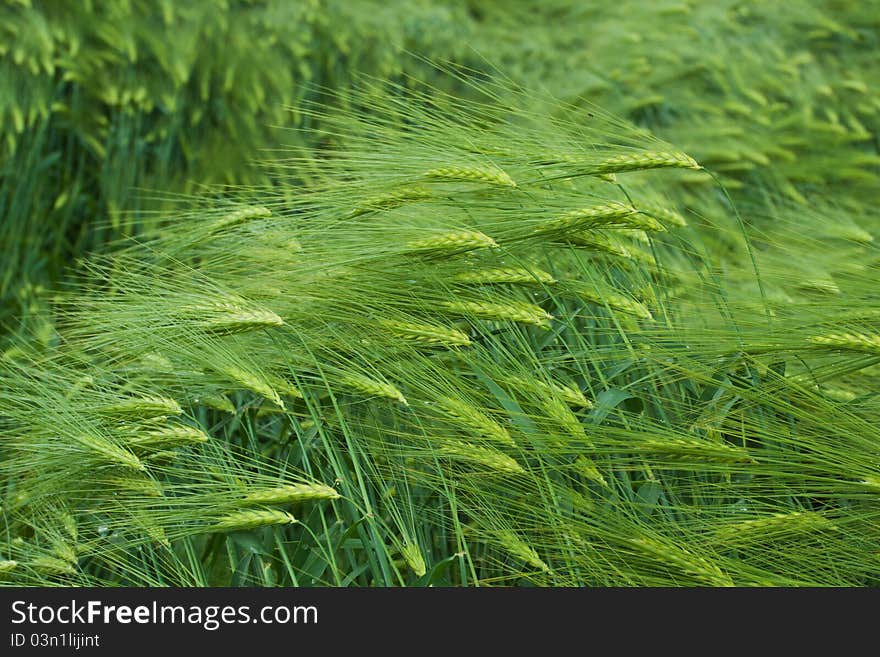 Barley field in summer day