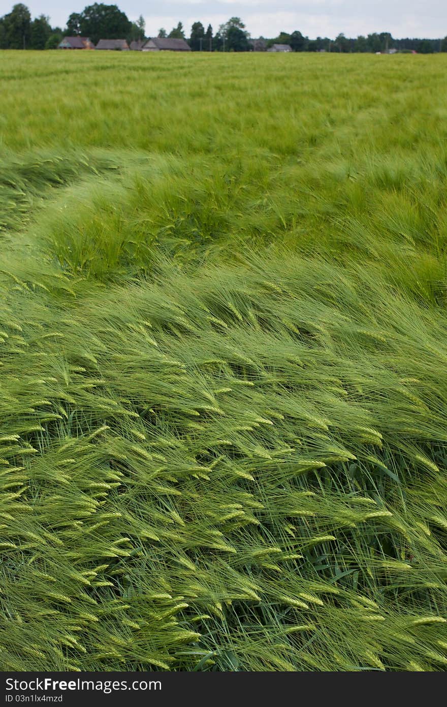 Barley field in summer day