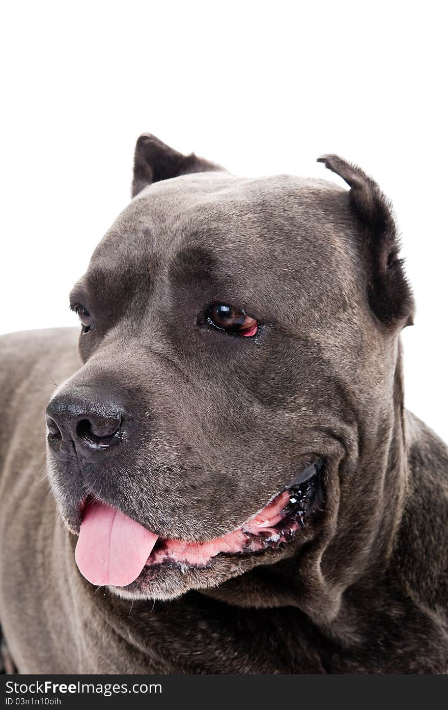 Humorous portrait of the dog breed Cane Corso