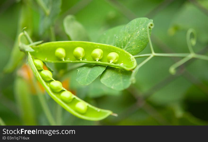 Peas growing