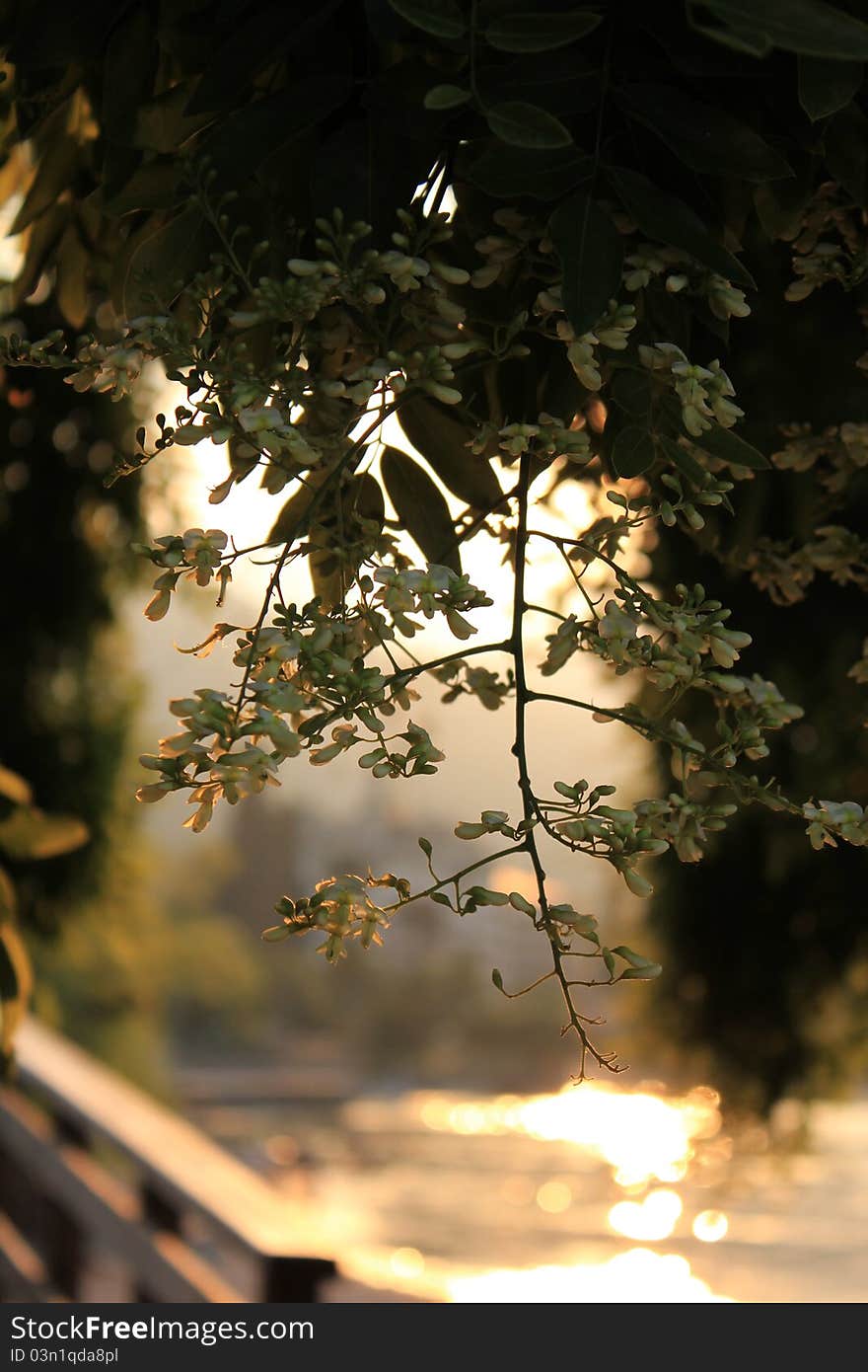 Branch of a tree with small white flowers. Branch of a tree with small white flowers