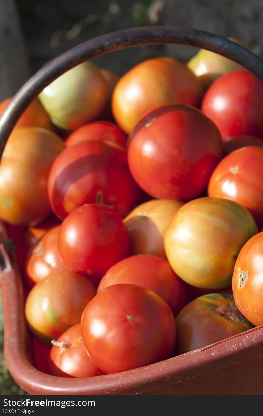 Basket of freshly picked organic tomatoes. Basket of freshly picked organic tomatoes