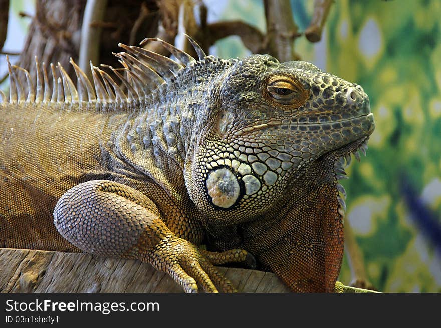 Green Iguana up close with scaly skin. Green Iguana up close with scaly skin.