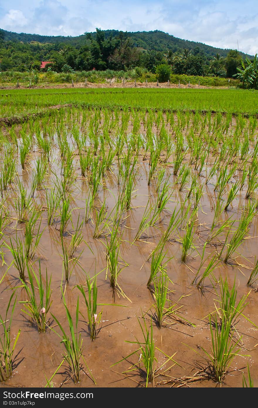 Green field, Asia paddy field Thailand