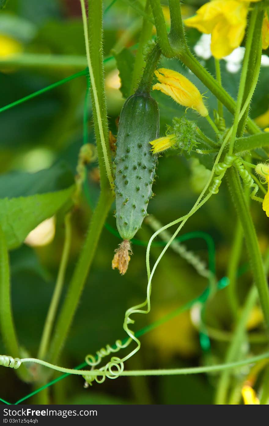 Growing Cucumbers