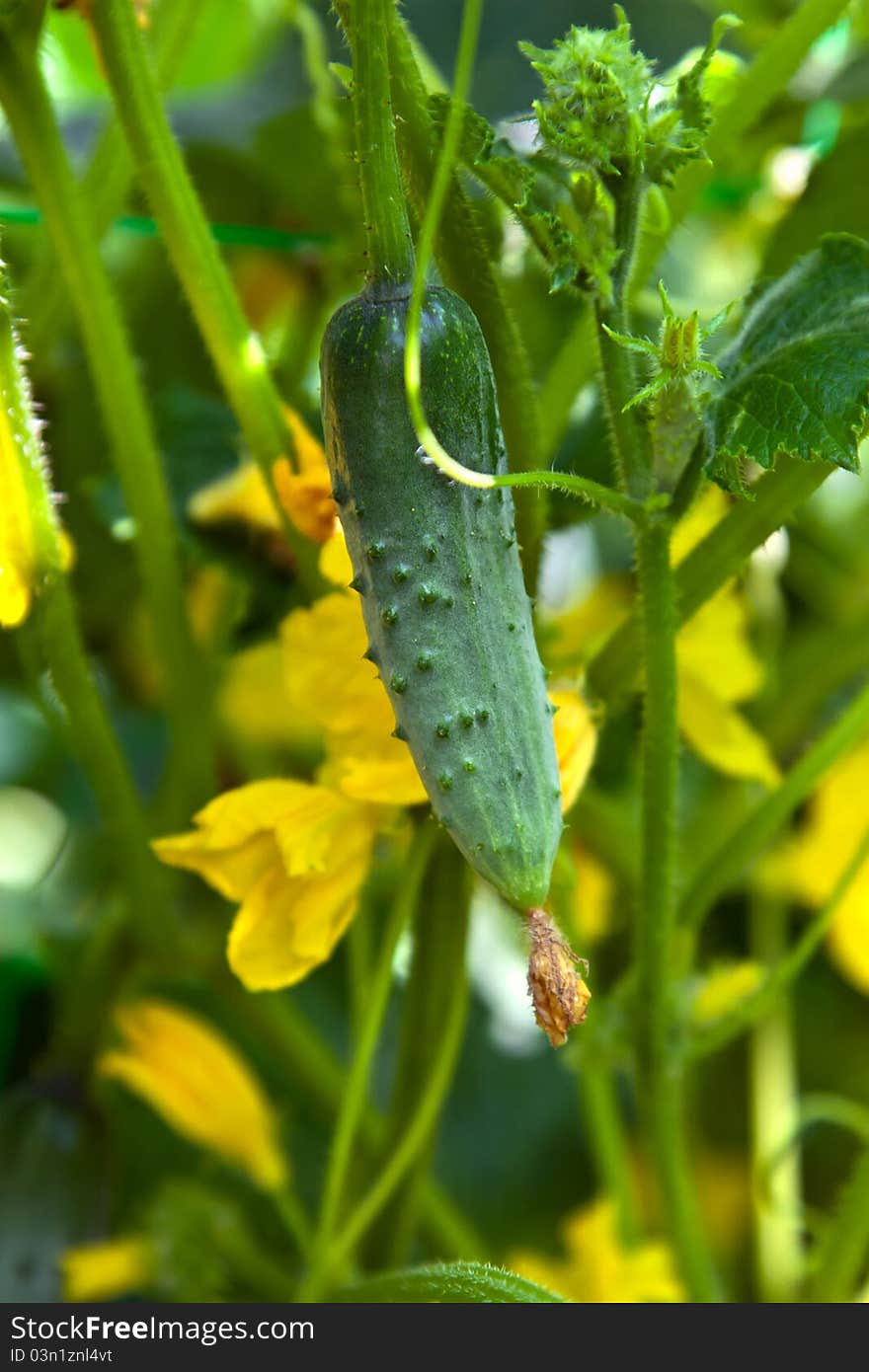 Growing cucumbers