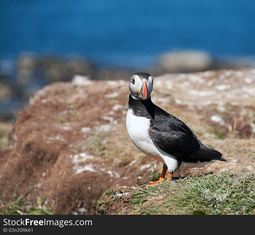 Puffin on the Island of Lunga, Treshnish Isles, Inner Hebrides, Scotland, U.K  Known as “Clown Birds” and “Sea Parrots”, due to their large colourful bills, Atlantic Puffins are one of the most adorable, if not the most, adorable birds I have had the luxury of photographing. While puffins spend most of the year at sea, they return to land for a short period, between April and August, for nesting. There are four different species of Puffins, Atlantic, Tufted and Horned plus the differently named Rhinoceros Auklet &#x28;sometimes known as a unicorn or horn-billed puffin&#x29;. Of these four species, the Atlantic Puffin is the one most commonly found in Europe. Over 90% of the world’s Atlantic Puffins are found within Europe, with 60% found in Iceland. In the UK, puffins normally nest on islands off the coast, between April to August &#x28;sometimes July&#x29;. Starting in late April, the puffin will create a burrow where it lays just one egg. The eggs are incubated for around 40 days, and then upon hatching the chick lives in the burrow, where it fledges for a further 40 days. Sometime in July or August, when the chick is ready to leave the burrow, the Puffins return to the sea. So for your best chances of seeing puffins, I recommend visiting Lunga during June or early July. This will ensure you’re visiting during the height of the breeding season, guaranteeing you will get to see lots of activity. Lunga is an Island located in the Treshnish Isles, part of the Inner