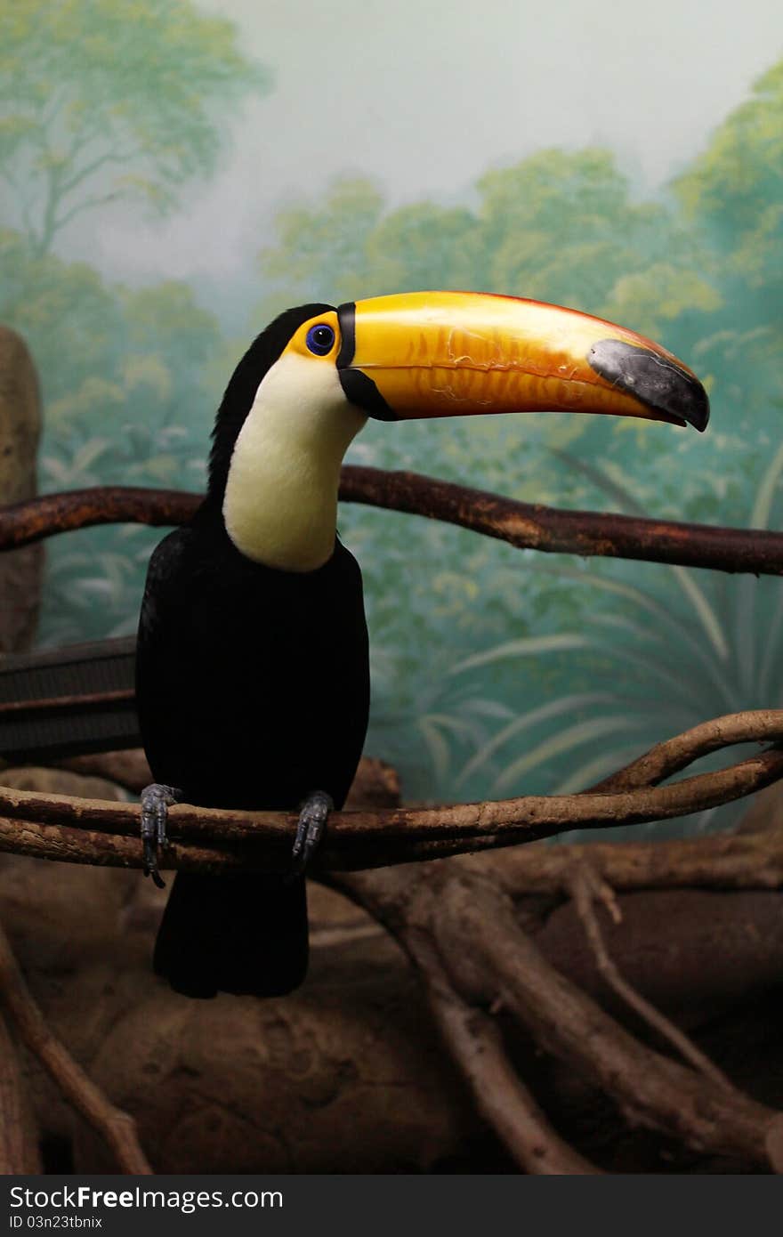 Toucan_bird