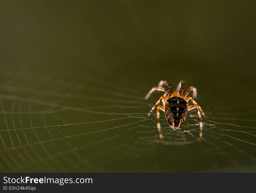 Spotlight on spider