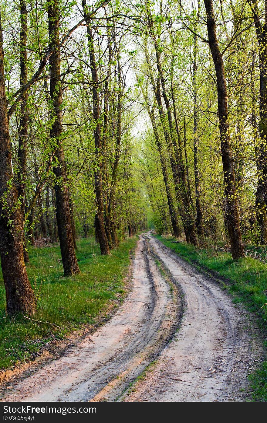 Not asphalted road passing through growing trees (spring season). Not asphalted road passing through growing trees (spring season)