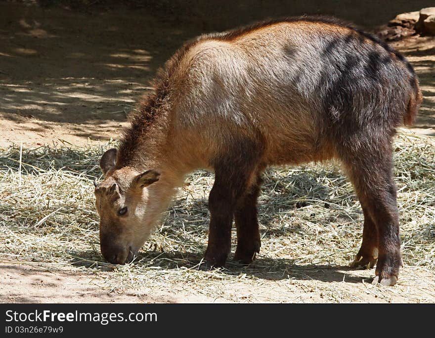 Young Takin Standing In Profile Feeding