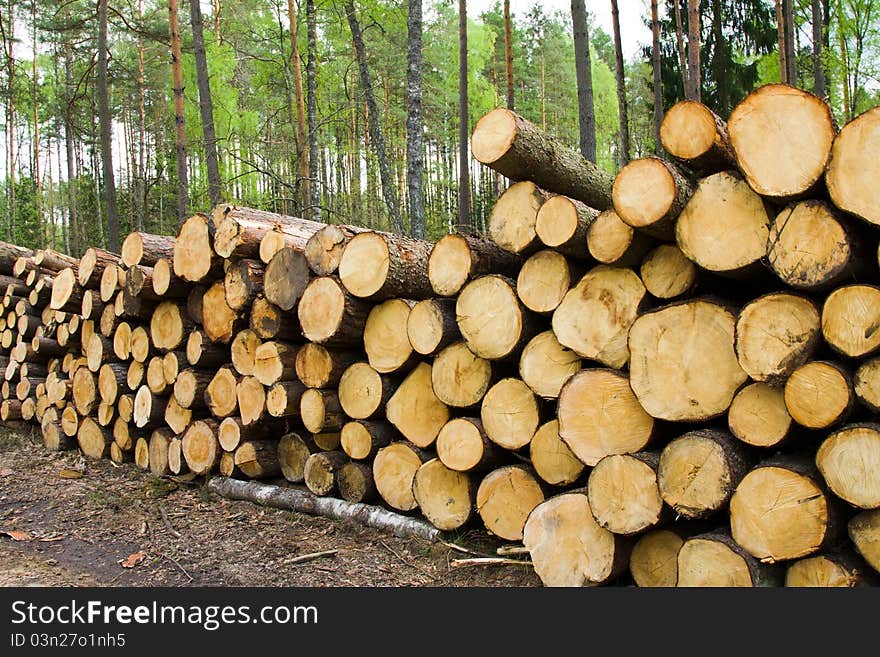 Cut and combined in wood in one heap trees. Cut and combined in wood in one heap trees