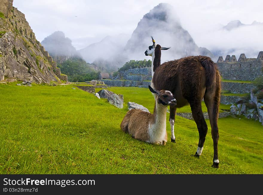 Machu Pichu