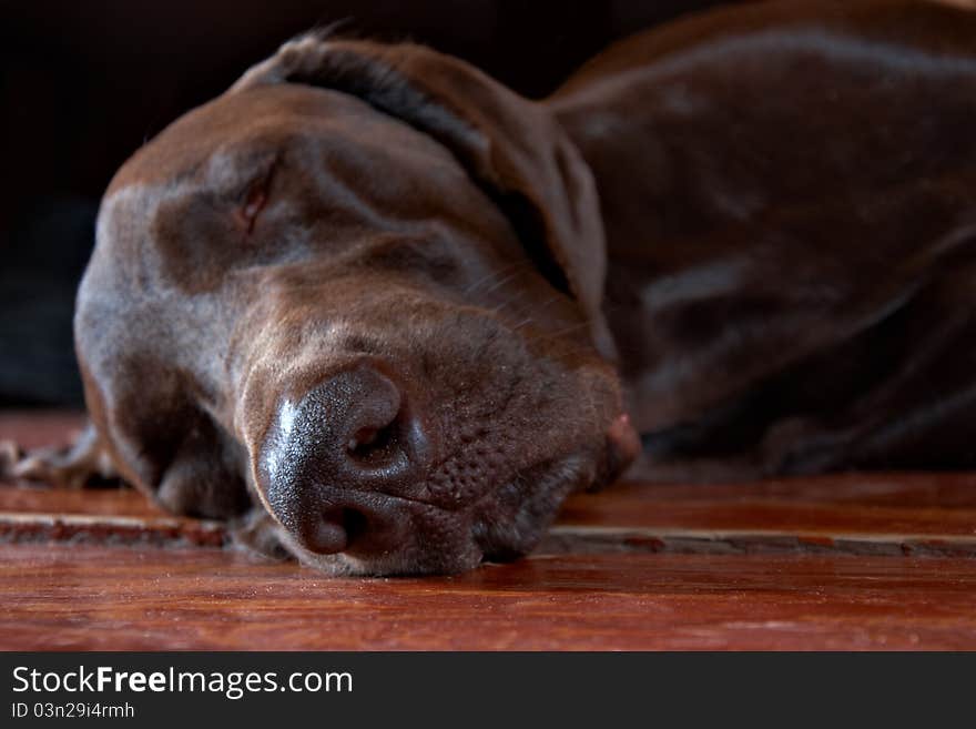 German pointer sleeping on brown wooden floor. German pointer sleeping on brown wooden floor