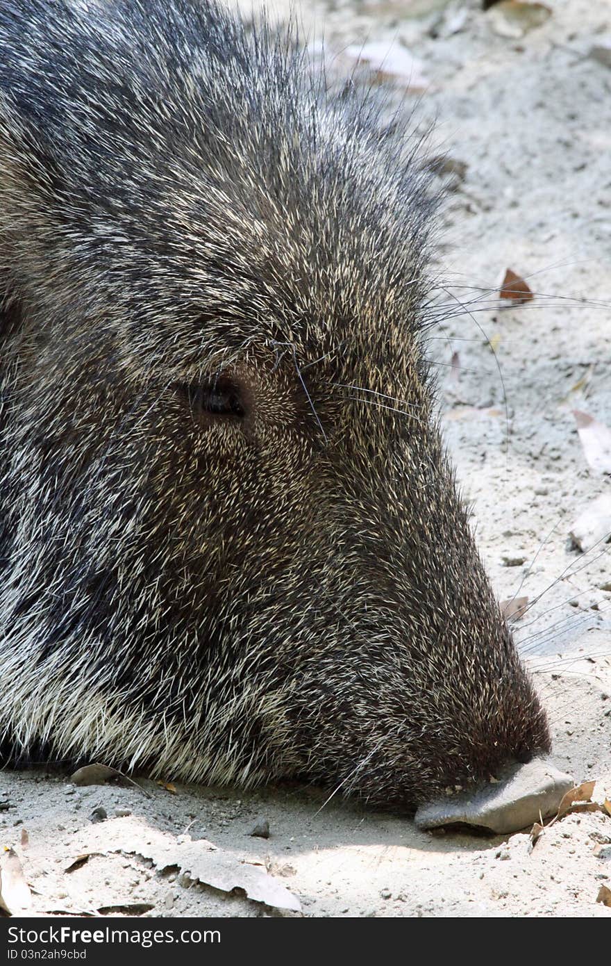 Peccary