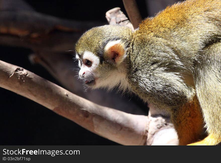 Close Up Of Young Squirrel Monkey In Tree