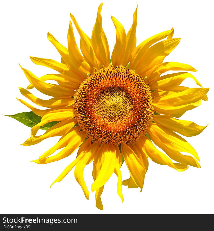 Yellow sunflower isolated over white. Yellow sunflower isolated over white