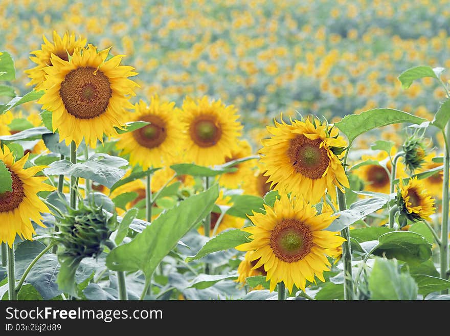 Field Of Sunflowers