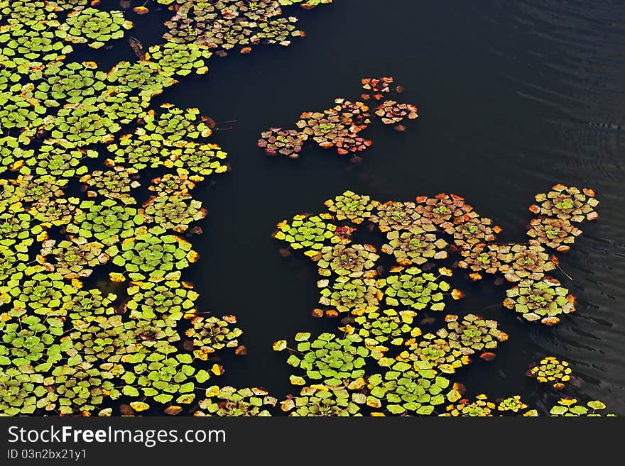 Water plants leaves on the dark river's surface. Water plants leaves on the dark river's surface.