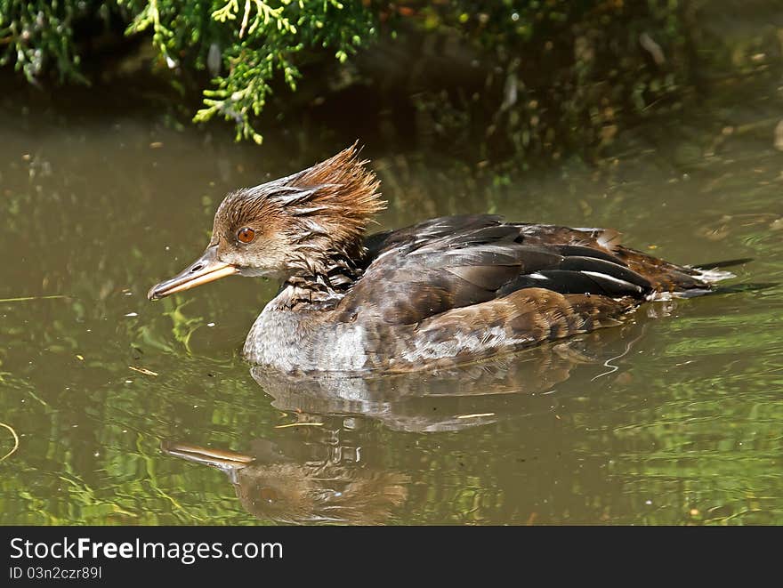 Female Merganser