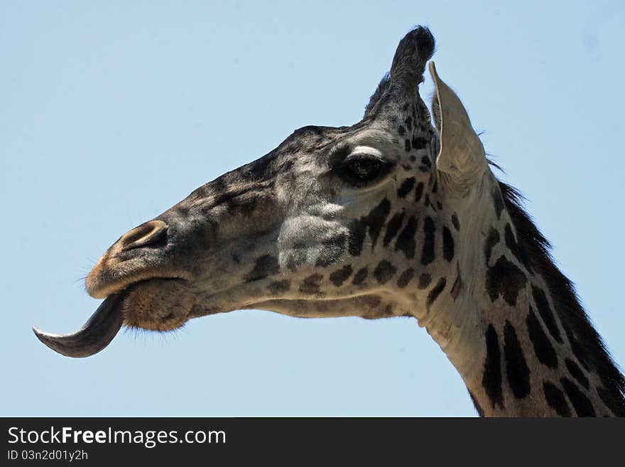 Male Giraffe With Tongue Sticking Out