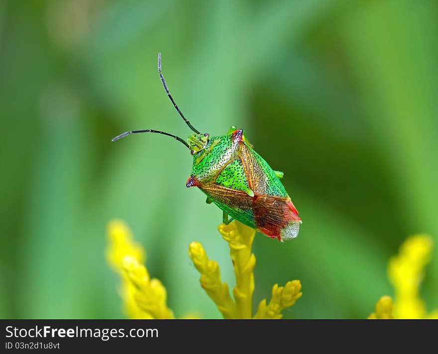 Shield Bug