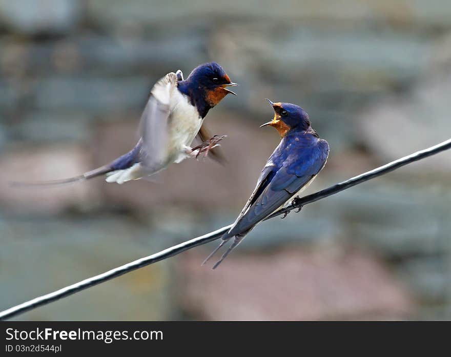 Pair Of Swallows