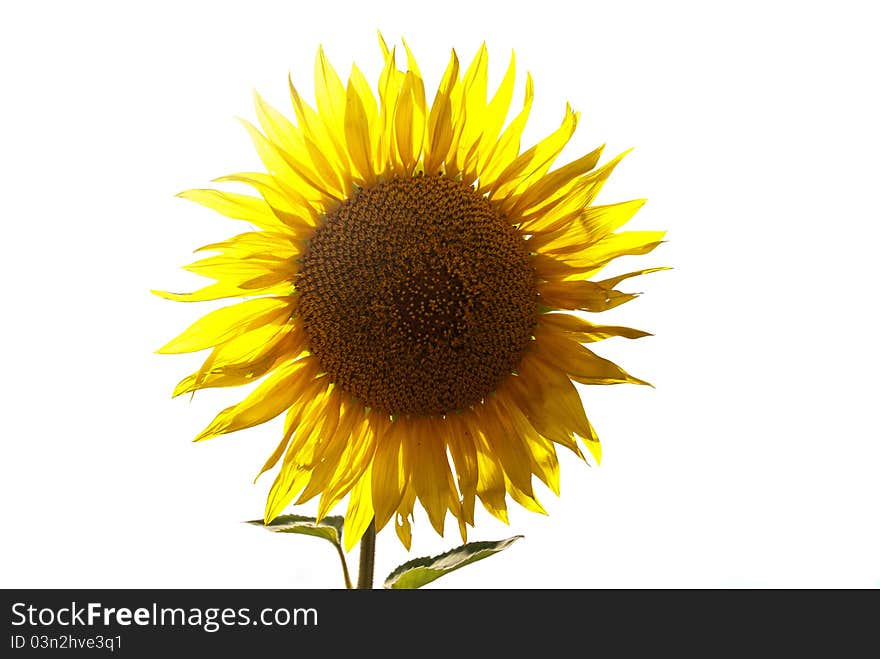 Beautiful yellow Sunflower