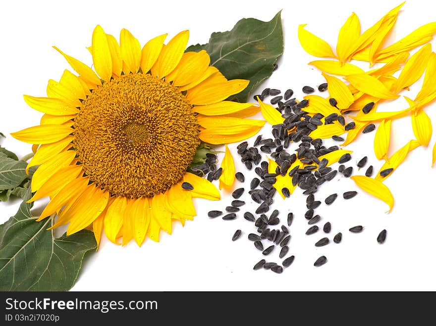 Beautiful yellow Sunflower petals closeup