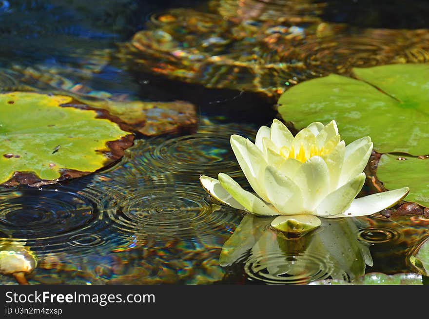 A yellow waterlily surrounded by lilypad in a pond with raindrops on the water