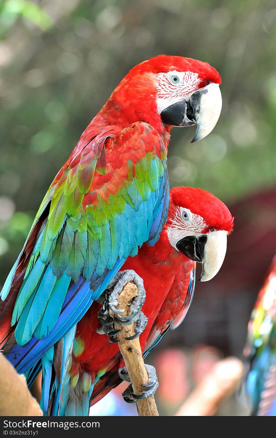 A pair of macaw with vivid color in red and blue. shown as beautiful life on earth environment, and love or friend relationship.