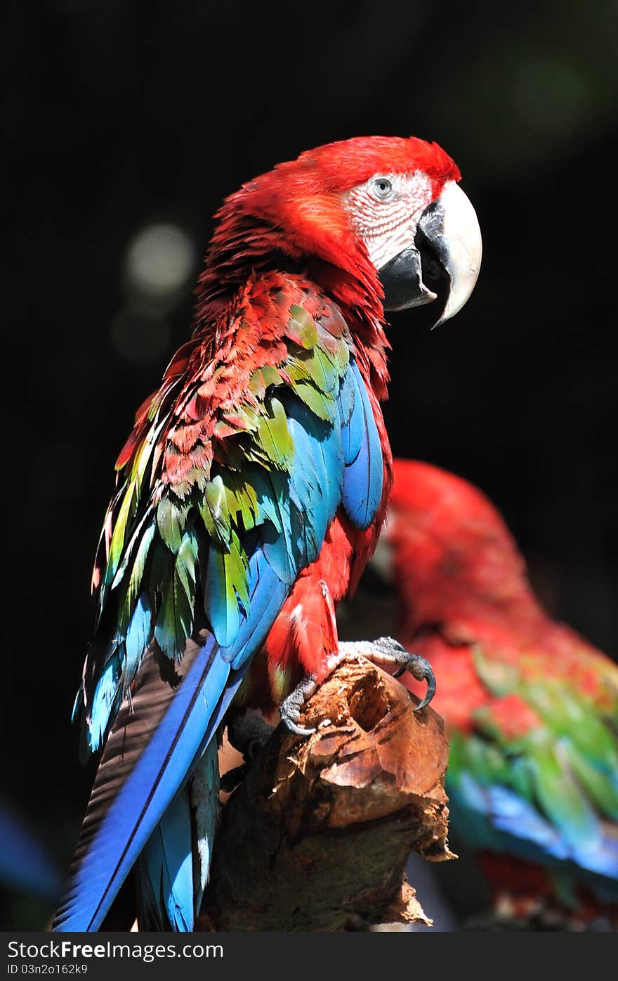 Portrait of macaw with vivid color in red and blue. shown as beautiful life on earth environment. Portrait of macaw with vivid color in red and blue. shown as beautiful life on earth environment.