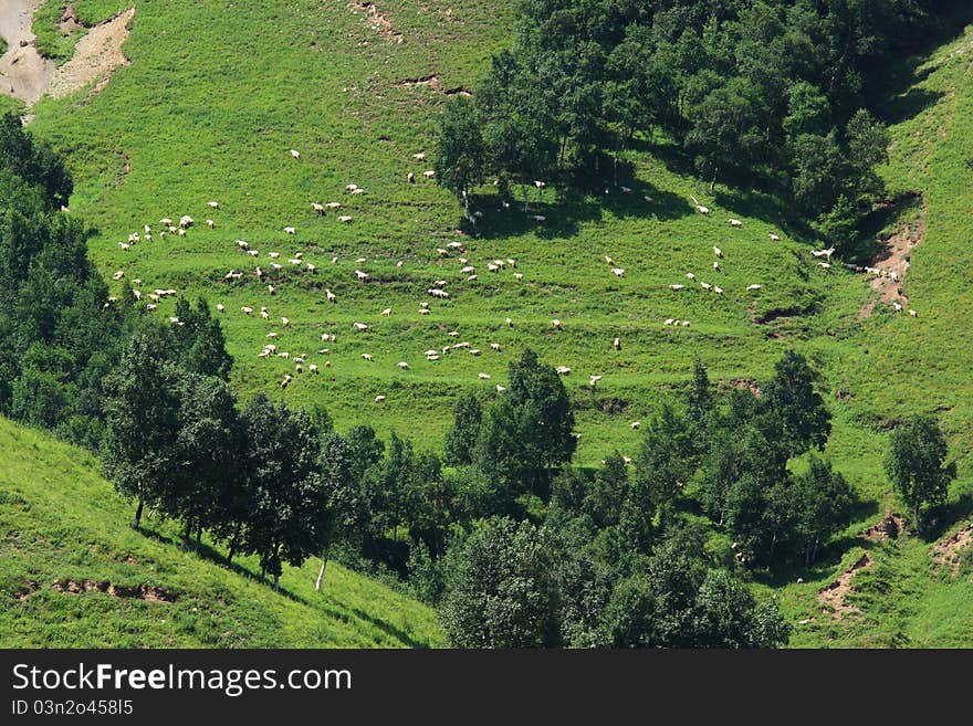 Sheep in grassland in great mountain