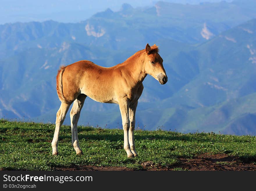 A horse is standing in the grassland