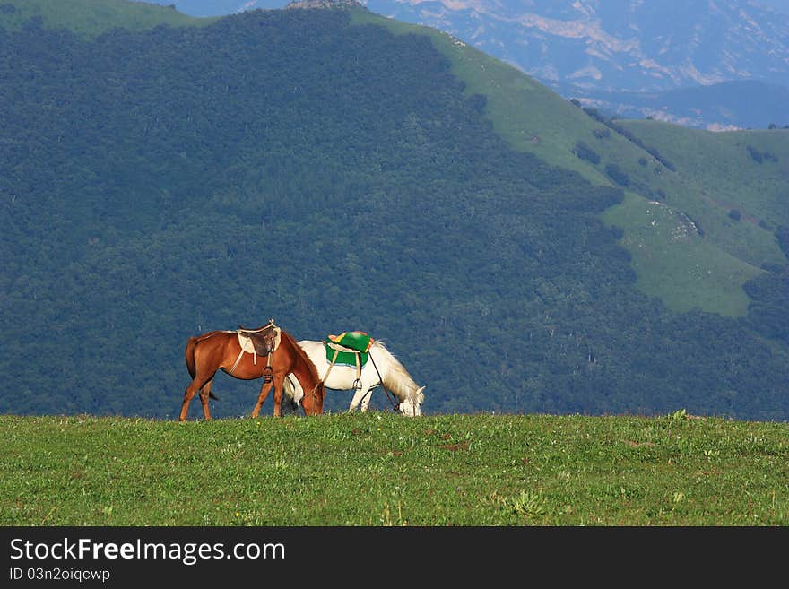 Two horses are standing and eating in the grassland