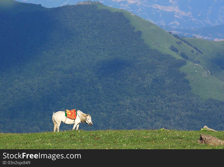 A white horse is  standing  in the grassland. A white horse is  standing  in the grassland