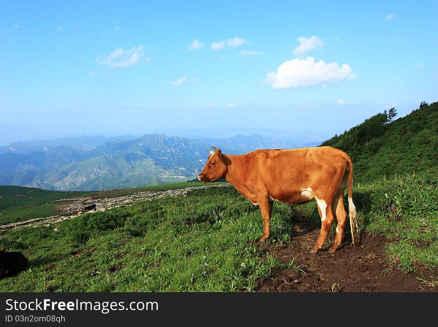 A brown cow is  standing  in the grassland