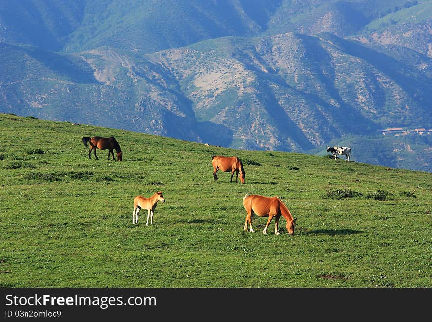 Horses are standing and eating in the grassland