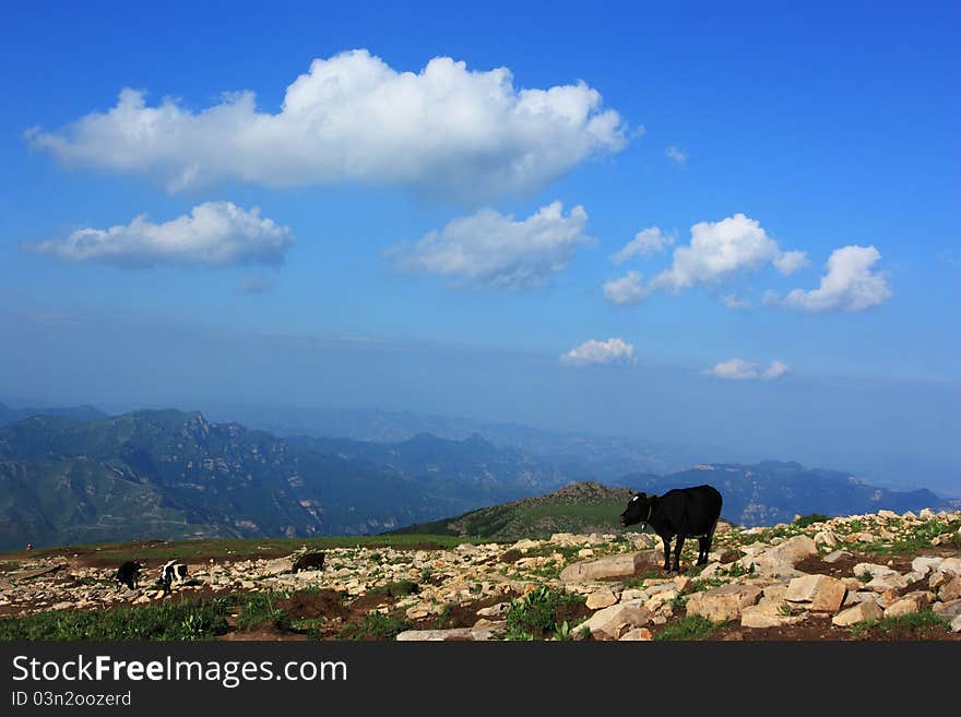 A black cow is  standing  in the grassland