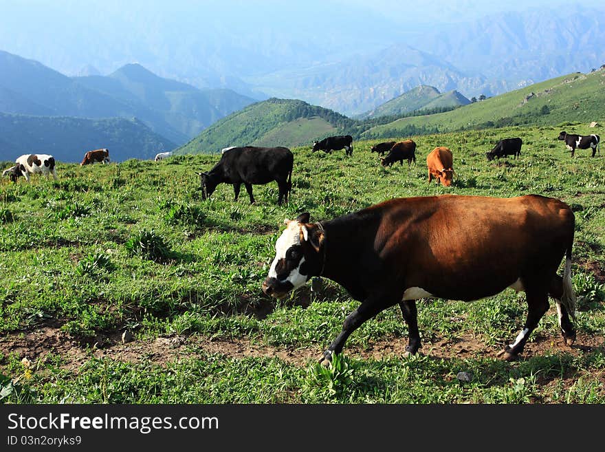 Brown And Black Cows