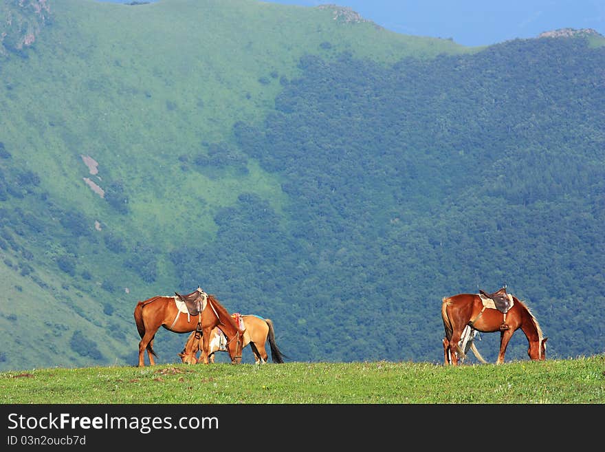 Horses  are standing and eating in the grassland