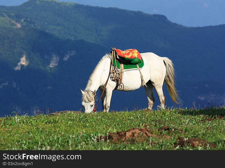 A white horse is standing in the grassland. A white horse is standing in the grassland