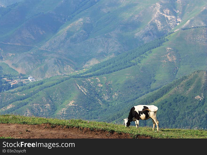 A cow is standing  in the grassland. A cow is standing  in the grassland