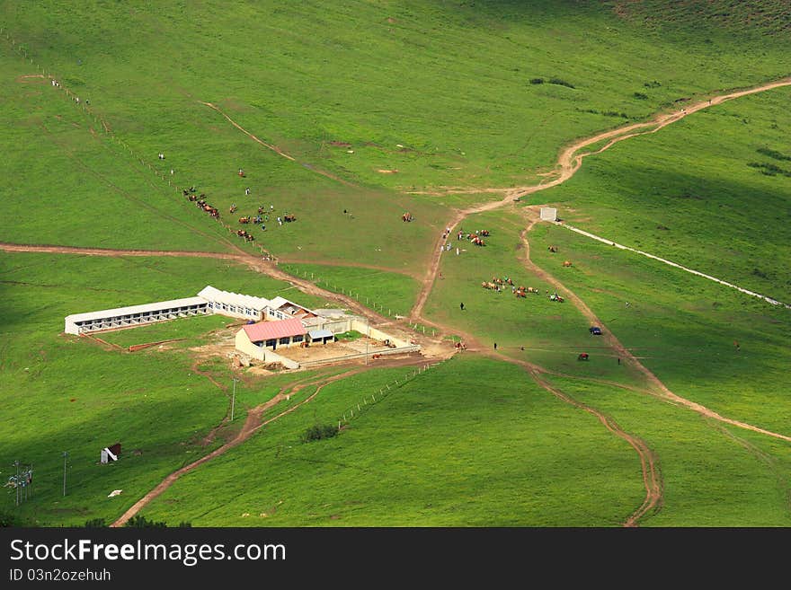 Roads in grassland