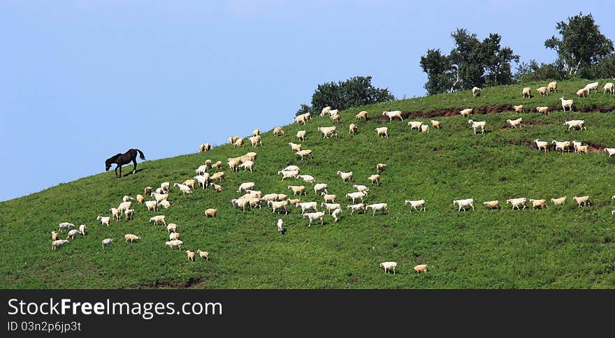 Sheep in grassland in great mountain