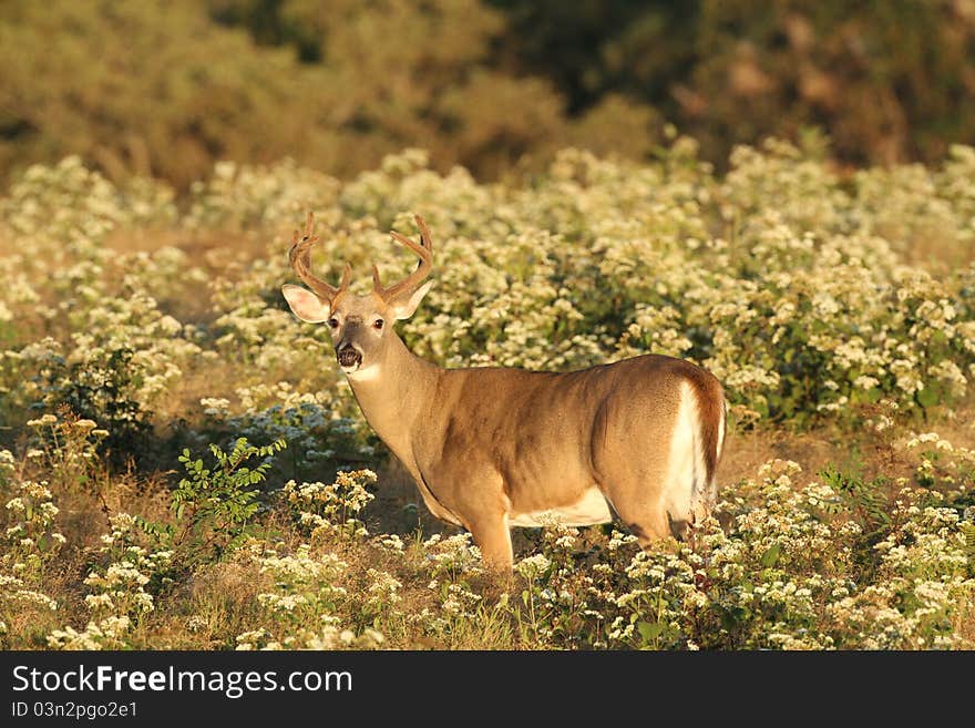 Ten point Whitetail Deer Buck with velvet antlers in summer meadow. Ten point Whitetail Deer Buck with velvet antlers in summer meadow.